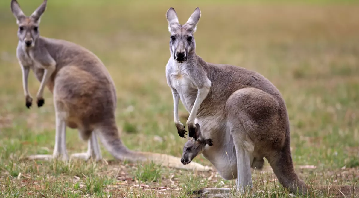 Australienii sunt îndemnați să consume mai multă carne de cangur. Care este motivul