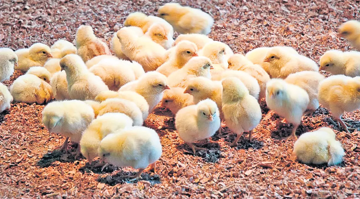 De mâine încep să vină banii europeni destinați fermierilor