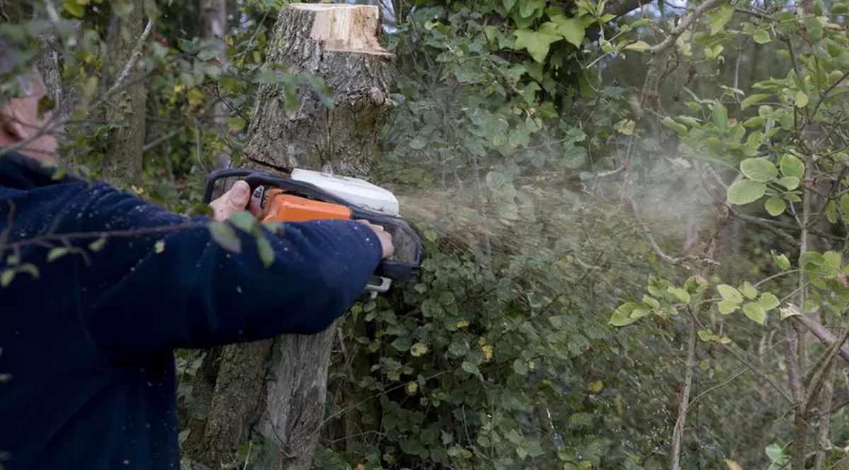 A murit după ce a fost lovit în cap de copacul pe care-l tăiase 