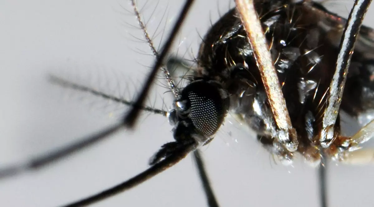 Încă o persoană infectată cu virusul West Nile a murit 