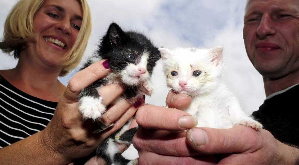 Două pisicuţe, salvate de la moarte dintr-un tomberon
