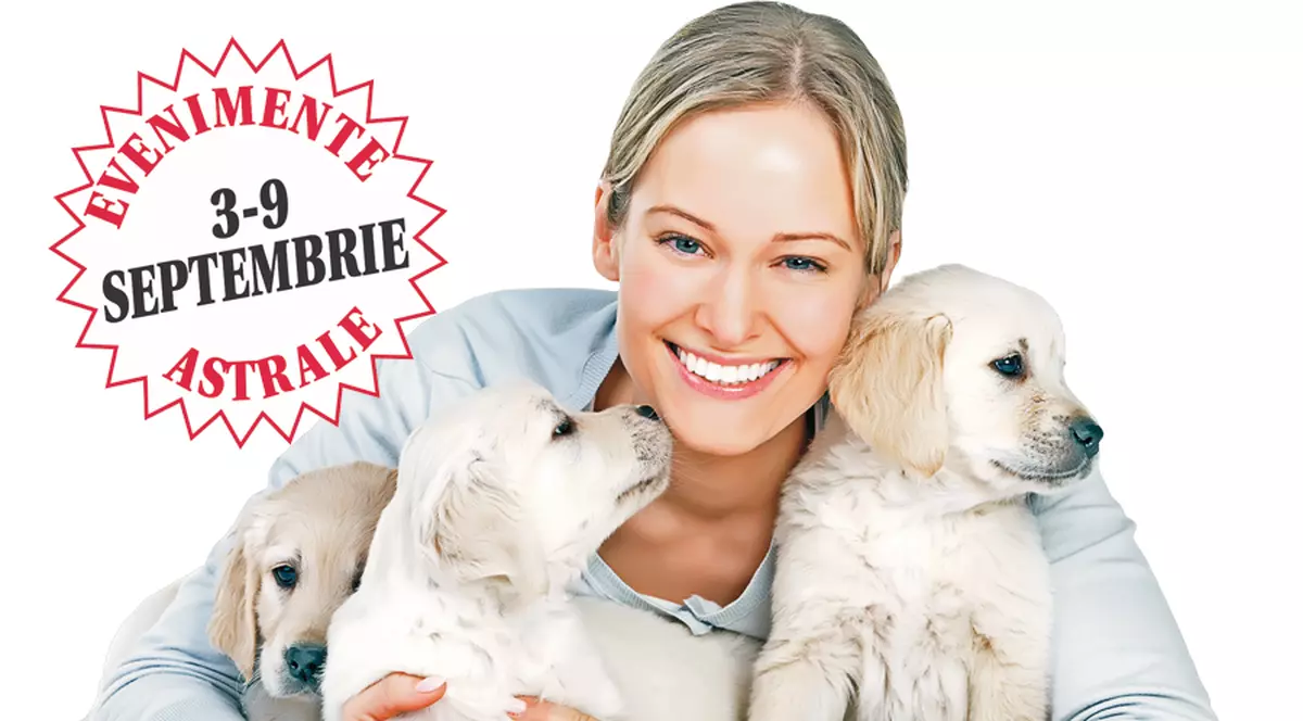 Berbecii caută liniştea, dar în sufletul lor e dezordine