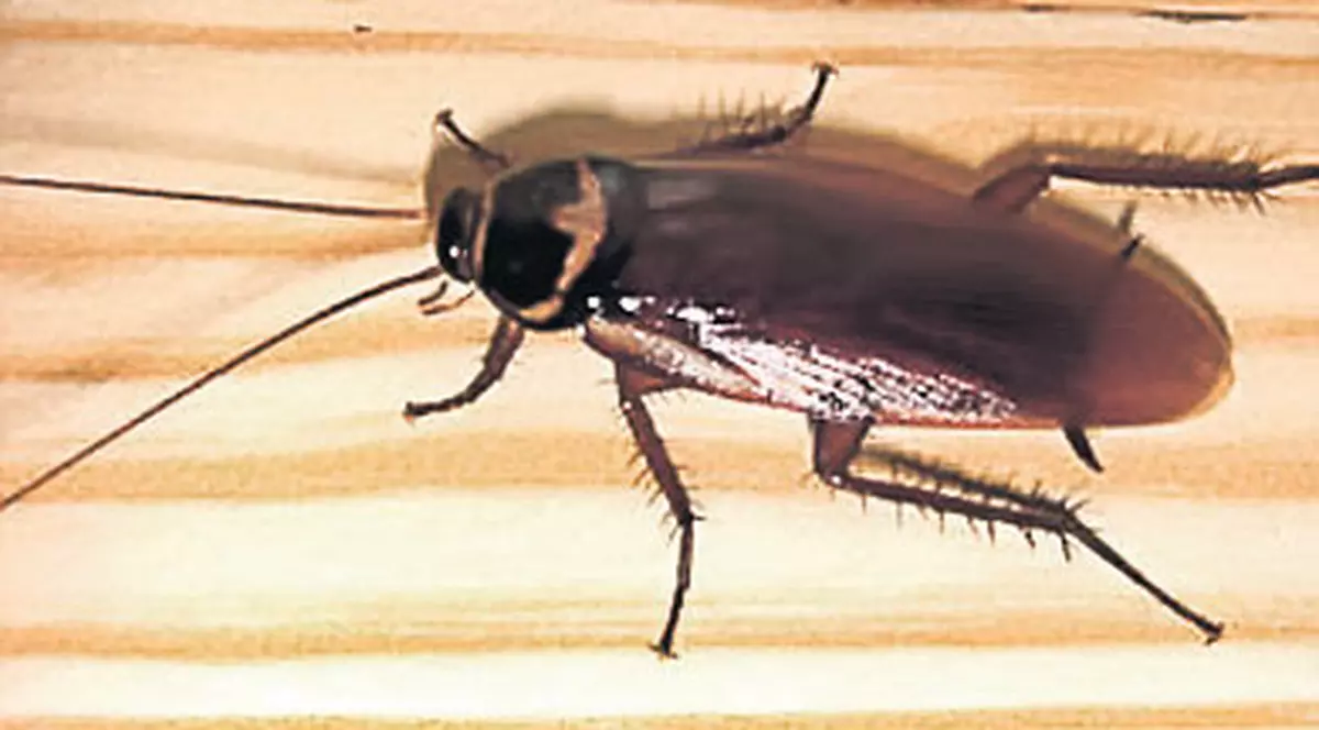 Gândacul de bucătărie, cel mai eficient antibiotic!