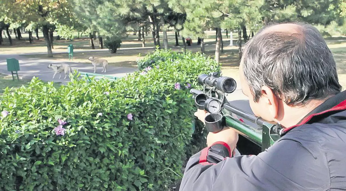 Aşa i-au prins pe maidanezi