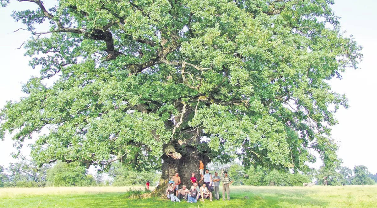 Mamăăăăă, câta stejarul!