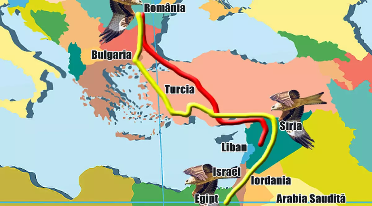 Pe aici se duc păsările în ţările calde
