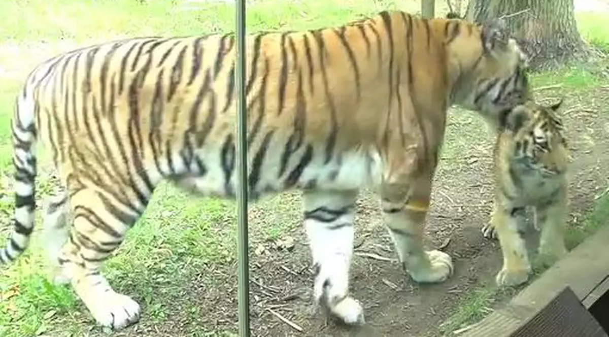 Video | Şase pui de tigru, noua atracţie a grădinii zoologice din Bronx