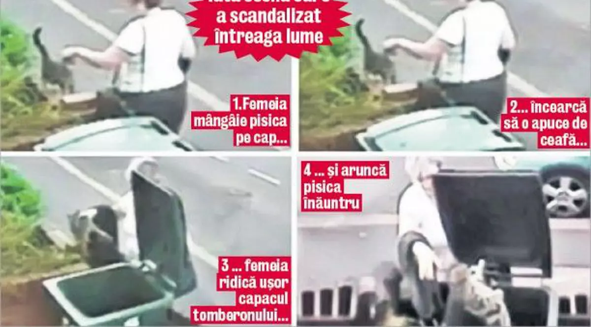 O femeie a fost amendată pentru că a aruncat o pisică la gunoi 