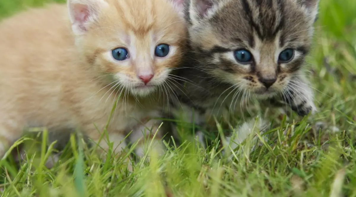 S-a îmbătat şi a vrut să mănânce doi pui de pisică