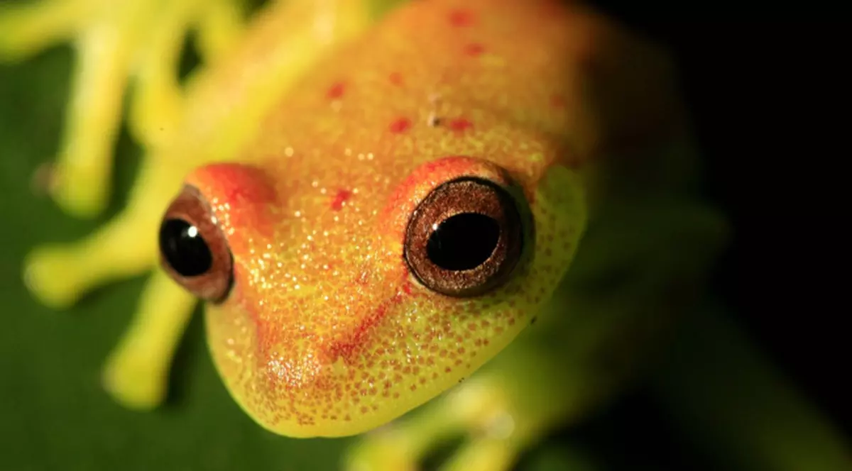 În Amazonia sunt descoperite specii noi la fiecare 3 zile