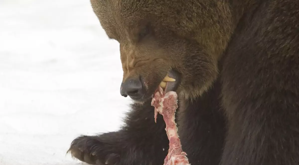 Urşii din Rusia au început să mănânce cadavrele din cimitire