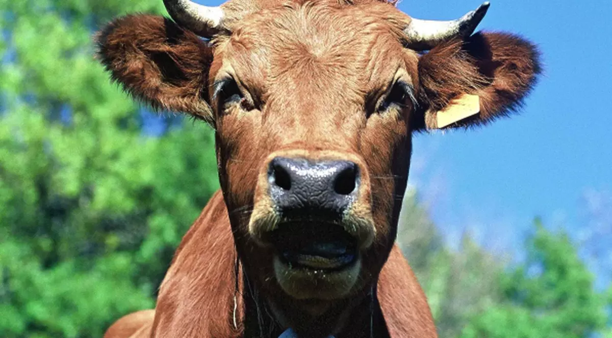 Un ţăran din Elveţia închiriază... văcuţe 