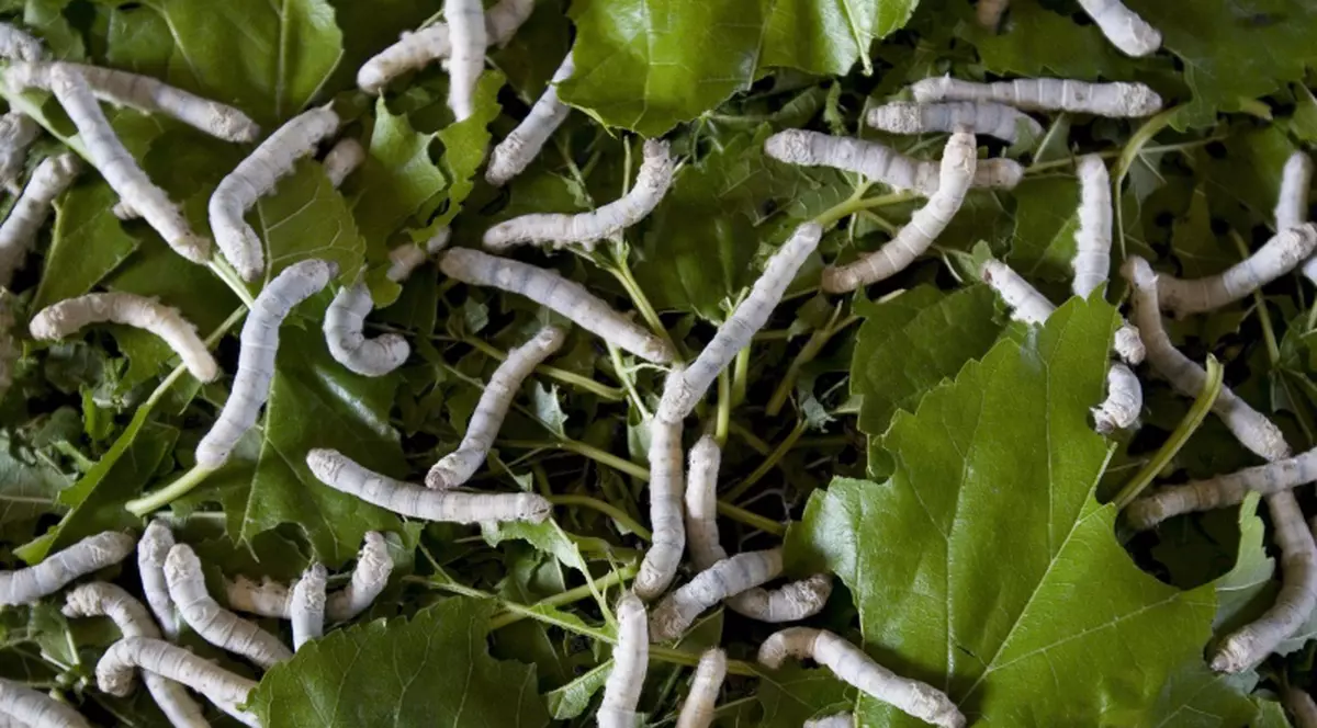 Şi-a lăsat mama să moară mâncată de viermi