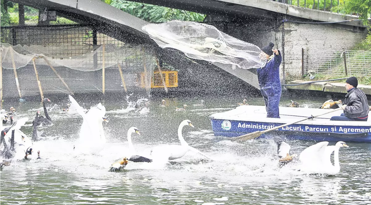 Aşa se prind lebedele