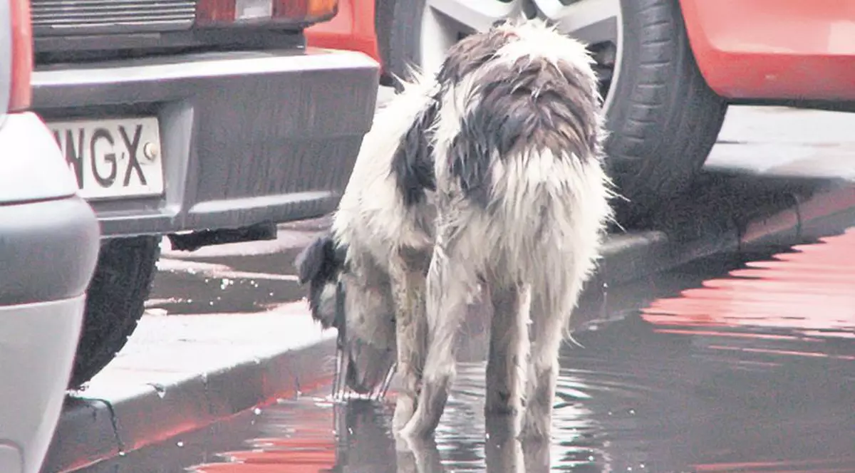 Bietul câine, nici apă nu poate să bea!