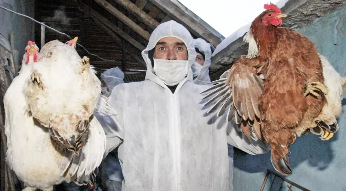 Gripă aviară în județul Argeș! Două focare confirmate și peste 40 de păsări moarte