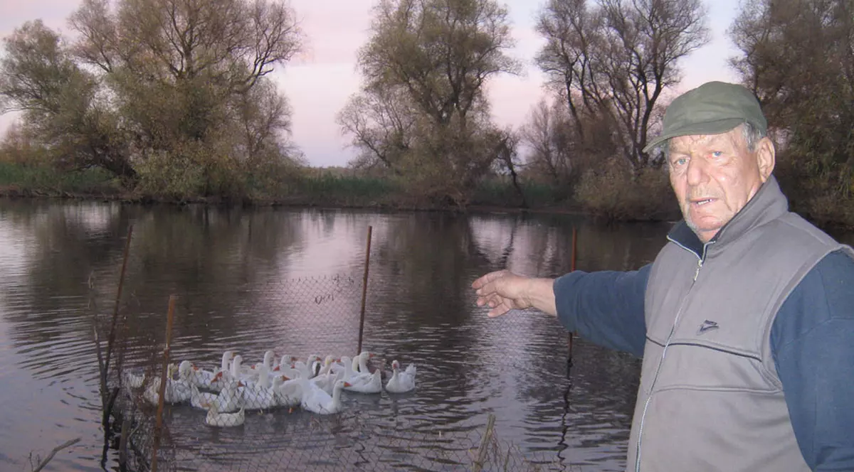 EXCLUSIV | Iată gâştele bolnave de gripă aviară!