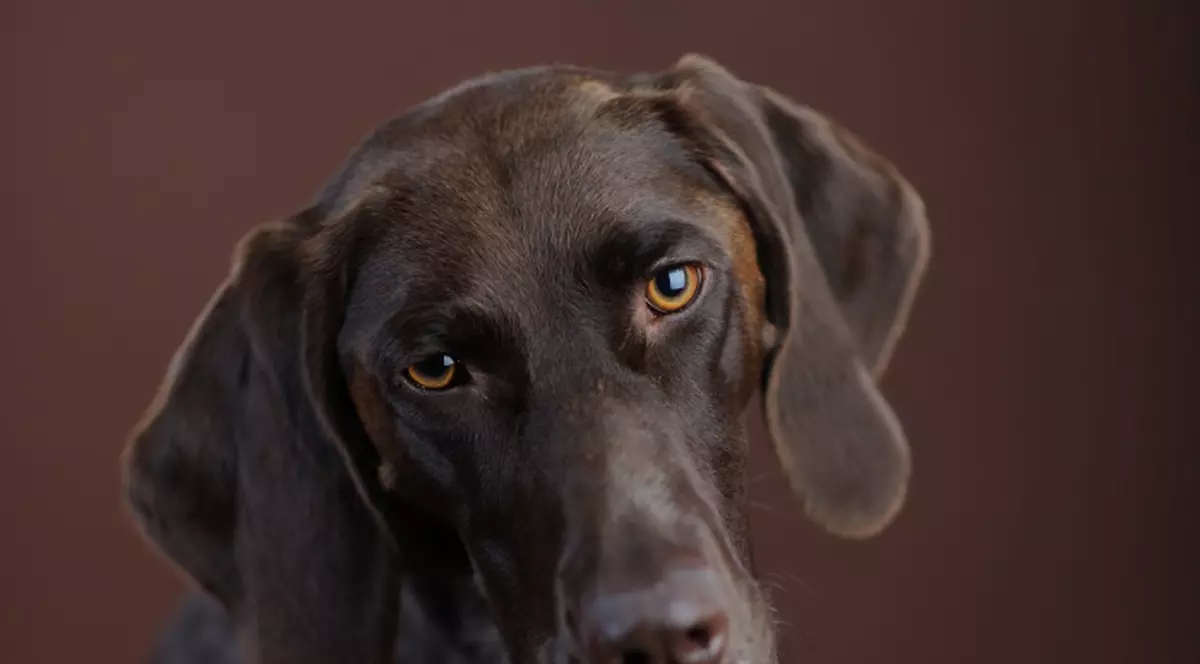 Cercetătorii americani au descoperit cum gândesc câinii