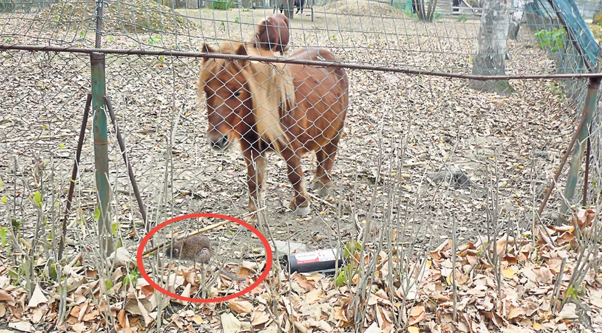 Animalele de la Zoo Bucov, Prahova, în pericol: Le-au invadat şobolanii