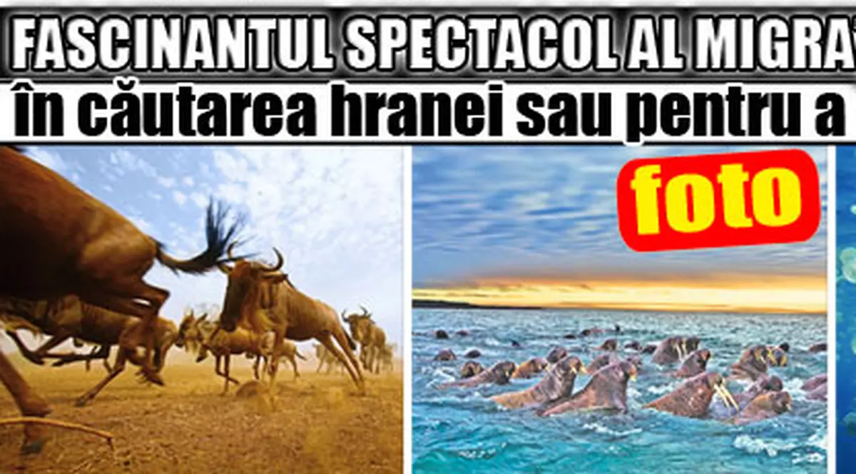 Fascinantul spectacol al migraţiei animalelor în căutarea hranei sau pentru împerechere