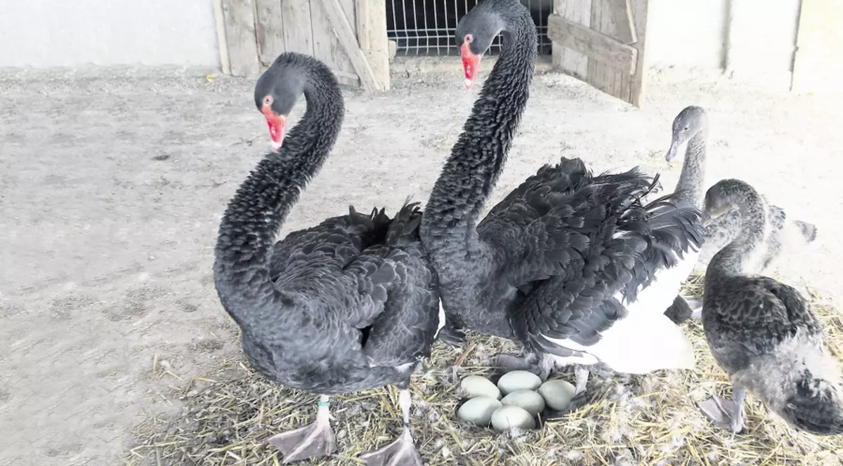 Lebedele negre au făcut puişori
