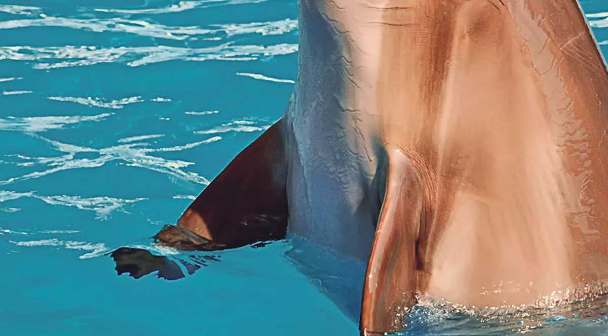 Diana Iguana vrea să pupe în bot un delfin