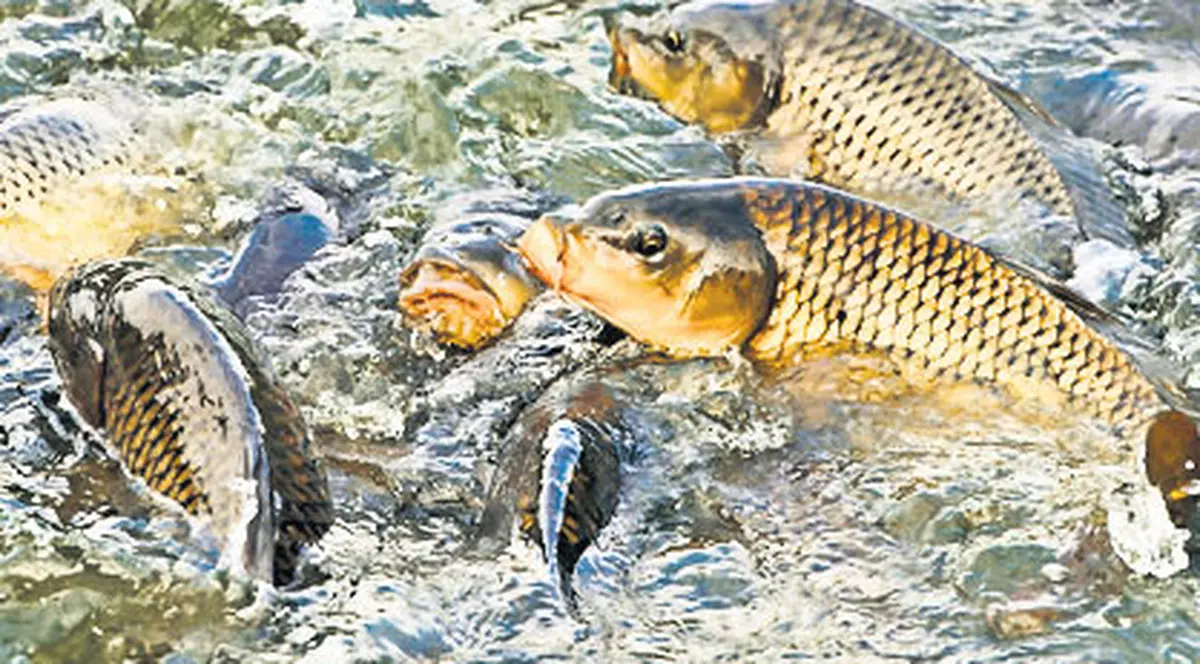 Nada, cauza mortalităţii crapilor