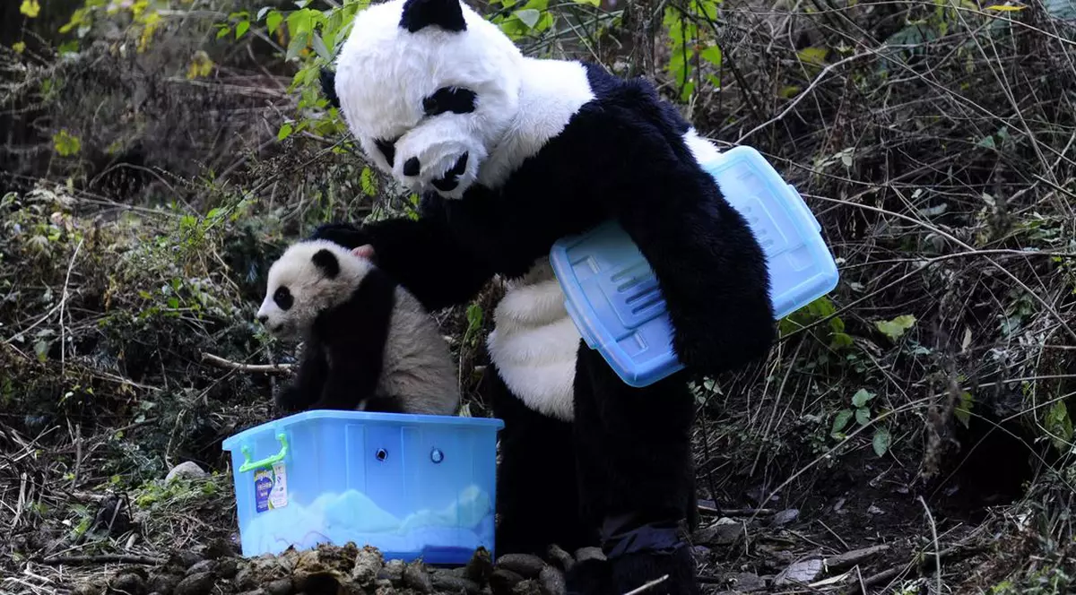 Iată cum sunt îngrijiţi puii de panda în China!