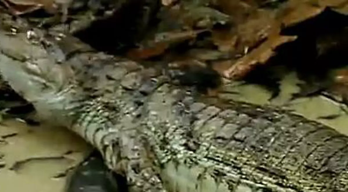 Video | Un crocodil moare electrocutat după ce muşcă un ţipar electric
