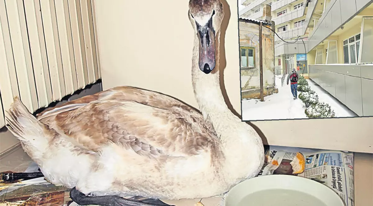 Un pui de lebădă şi-a făcut culcuş în cămin, lângă calorifer