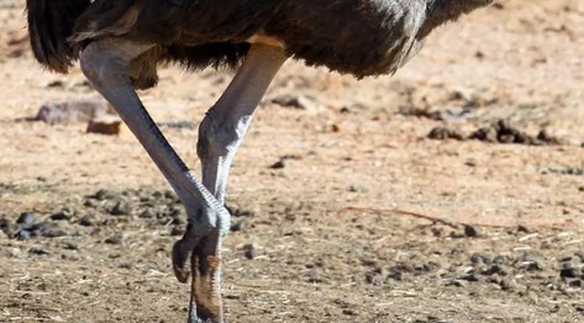 Tigrii şi struţii de la Zoo Craiova se încălzesc la sobă cu lemne