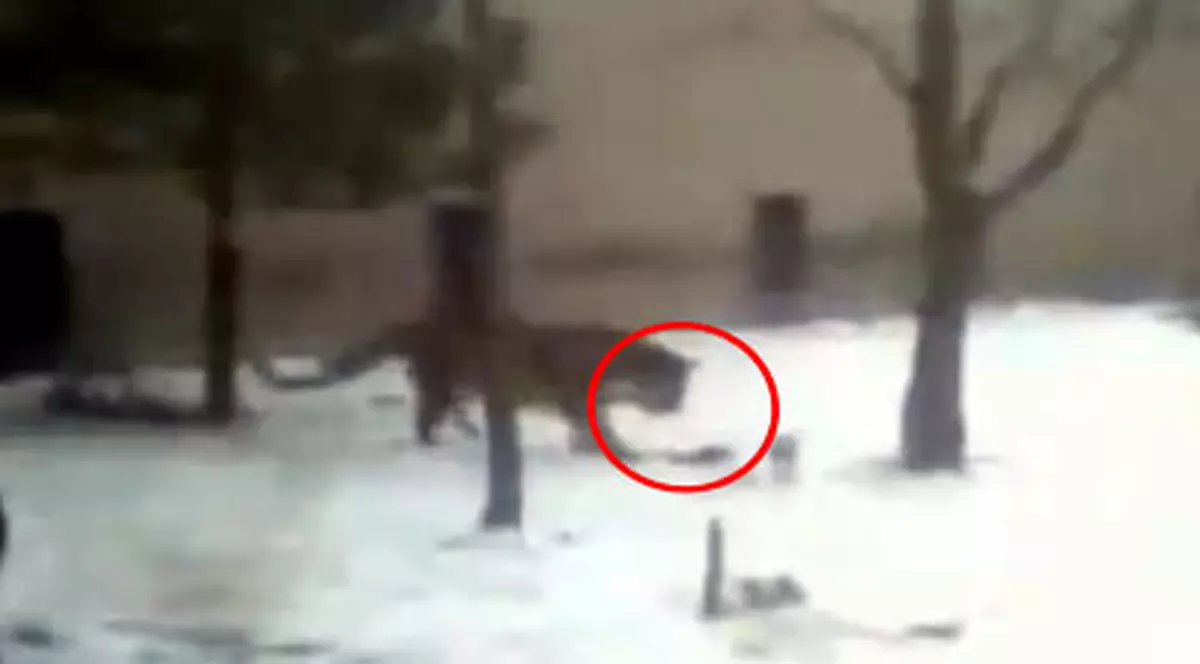 Video | O veveriţă a dat de bucluc în cuşca tigrului