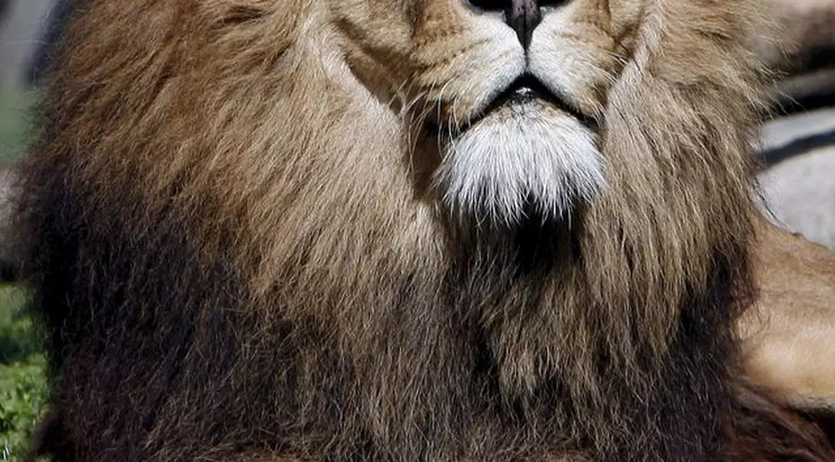14 lei au fost omorâţi la Grădina Zoologică din Teheran 