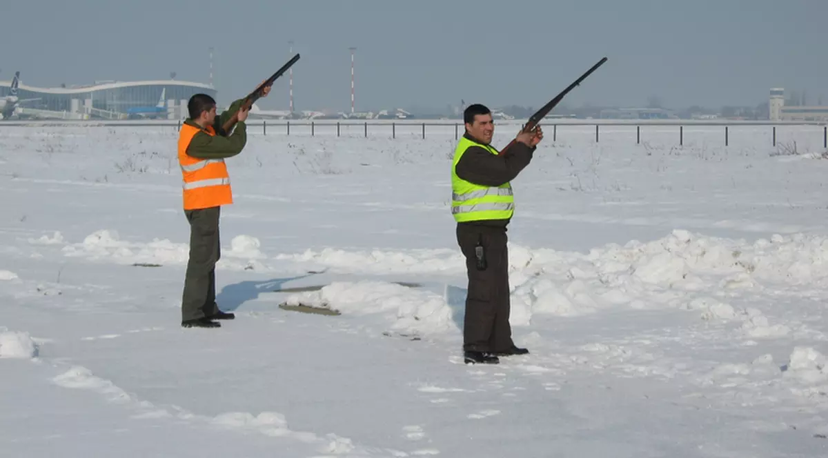 Foto&Video| Aşa sunt gonite păsările din calea avioanelor de pe Aeroportul Otopeni