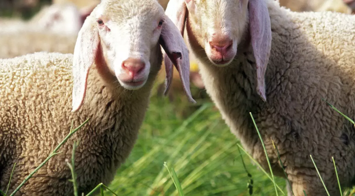 Oile sunt mai inteligente decât maimuţele