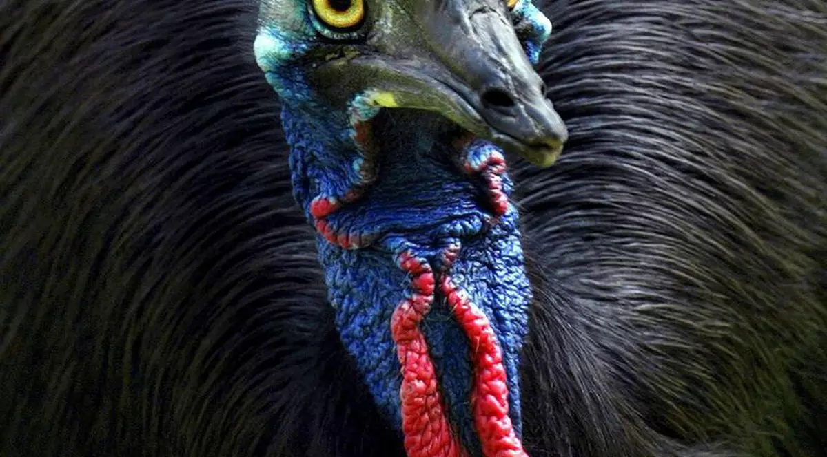 Australienii, atacaţi de păsări