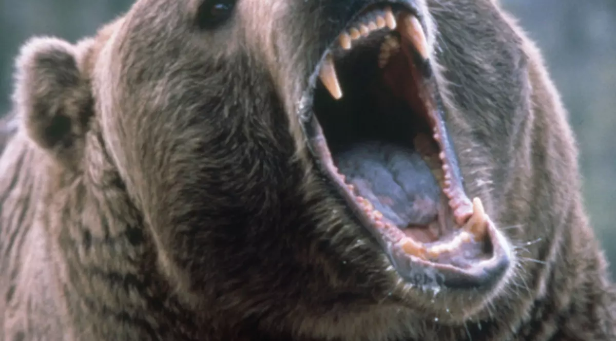 A fost descoperit cel mai mare urs din lume