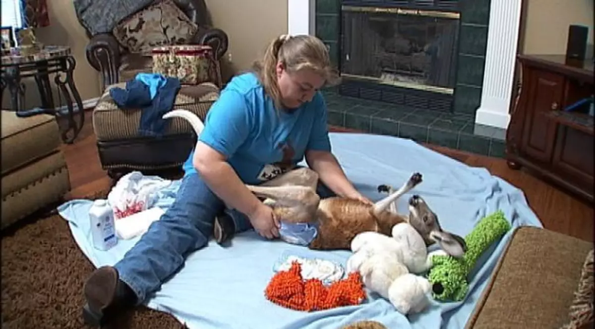 Video | Are drept animal de companie un cangur