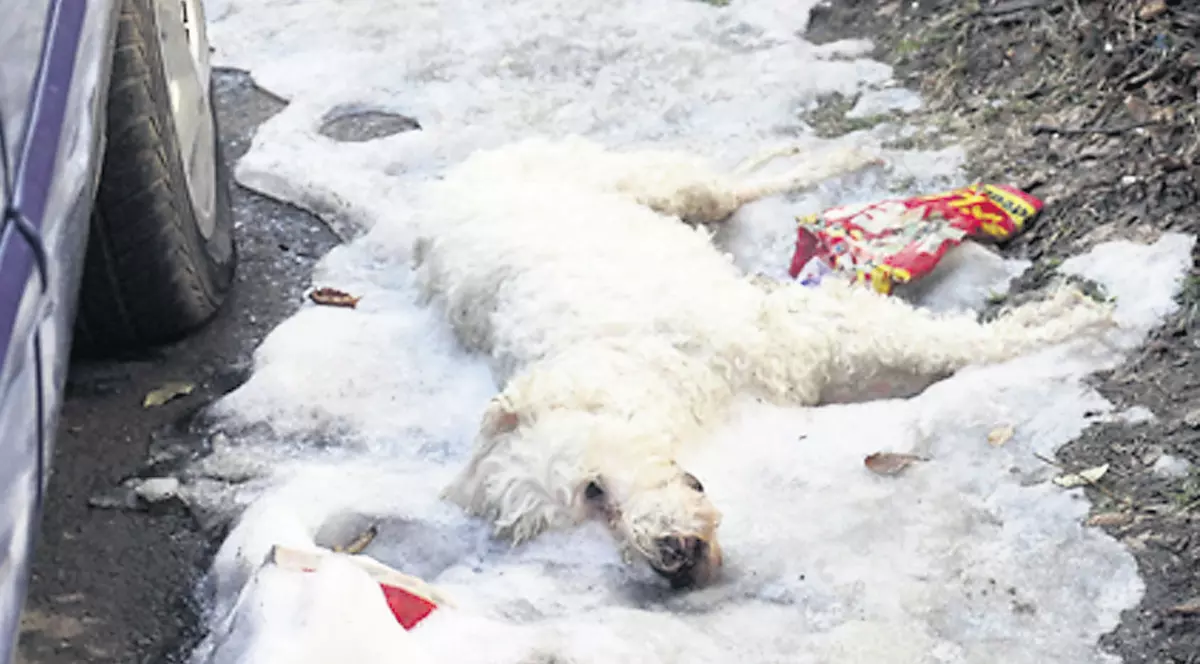 Un caniche alb a fost găsit mort şi îngheţat în faţa unui bloc din Sibiu