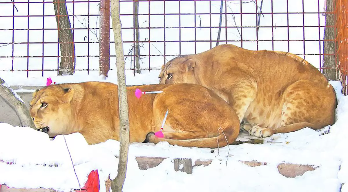 Uite ce lei frumoşi creştea în curte!