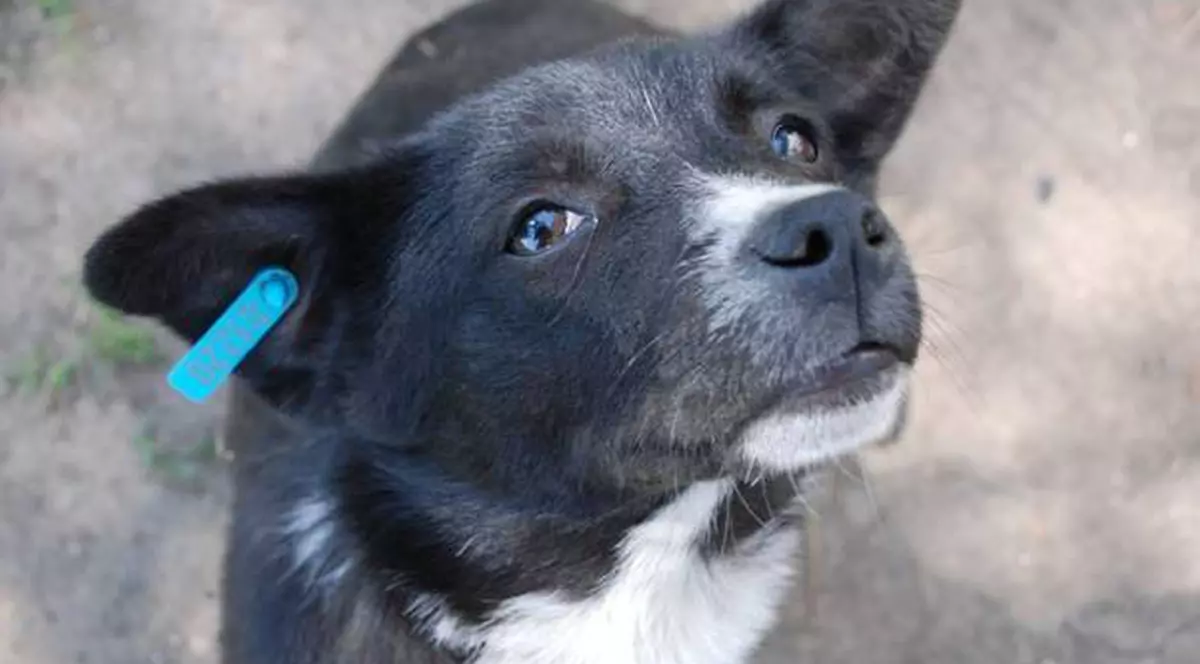 Câinii maidanezi, sterilizaţi în sectorul 2 al Capitalei