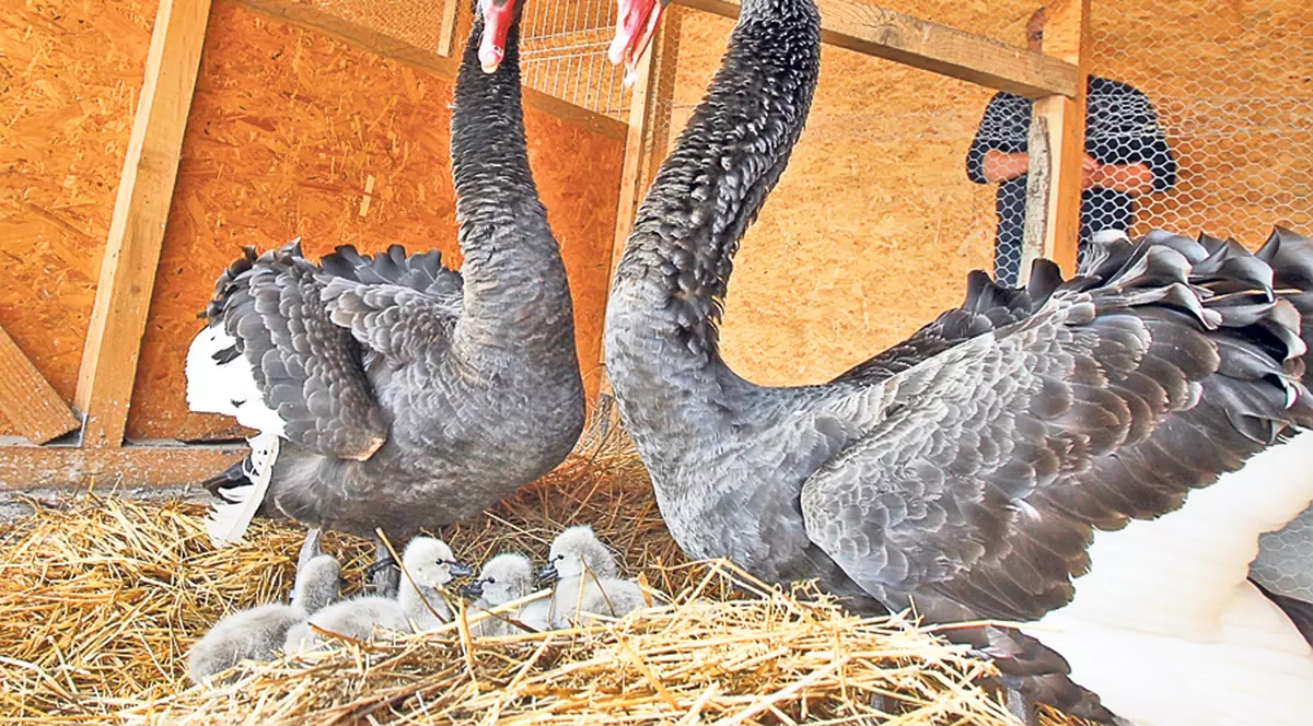 Se deschide primul spital pentru păsări sălbatice