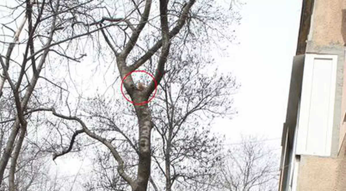 Haideţi să salvăm o pisicuţă fără stăpân!