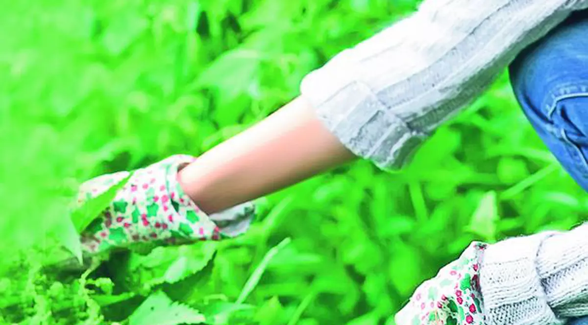 Urzicile, leac pentru reumatism