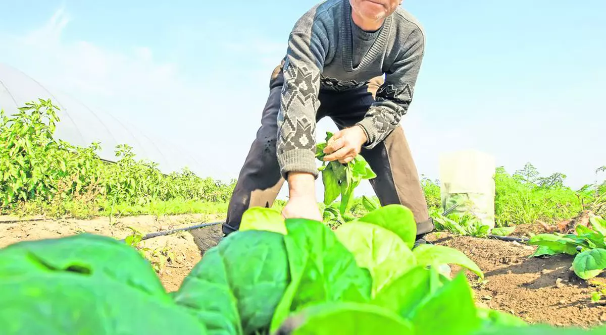 Un zilier poate câștiga până la 3.000 de lei/lună