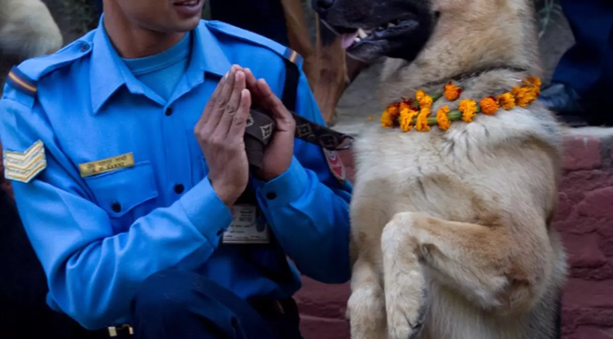 Fundamentaliştii iranieni au declarat război câinilor!