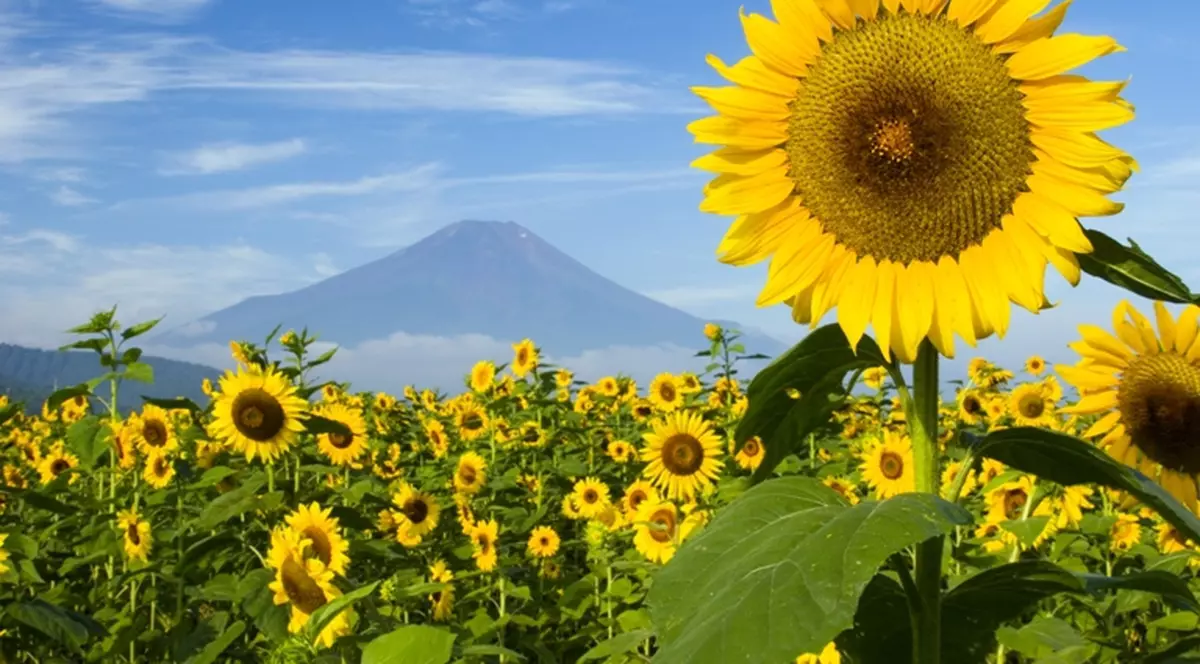 Floarea soarelui folosită pentru decontaminarea solului de la Fukushima?