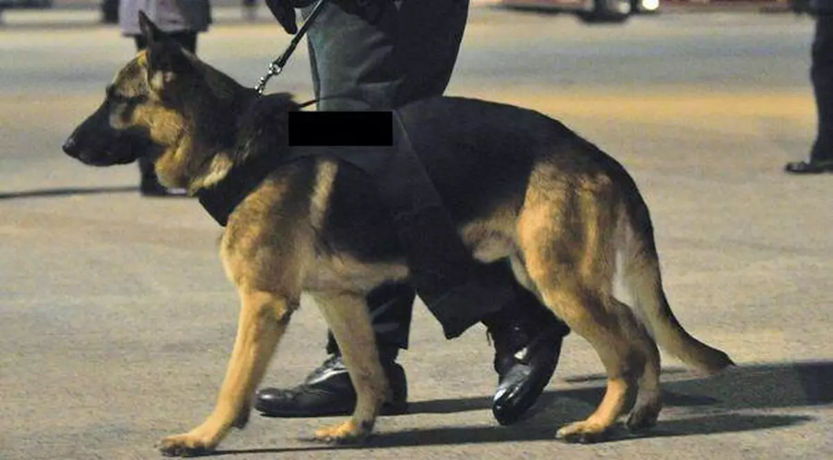 Un câine polițist de la Frontiera Rădăuți Prut a fost omorât de un contrabandist