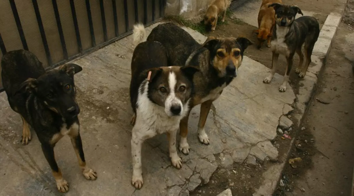 Câinii fără stăpân vor fi eutanasiaţi