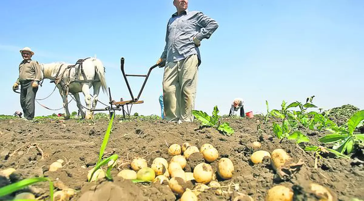 A dat boala în cartofi